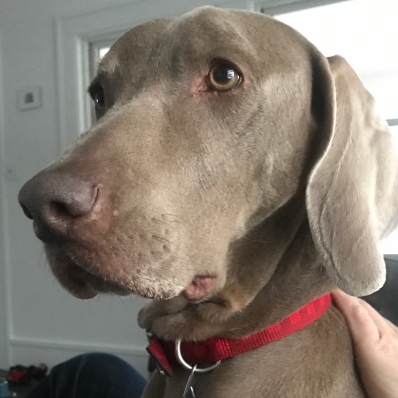 Meet your Posher, Heidi - Picture 1 of 1